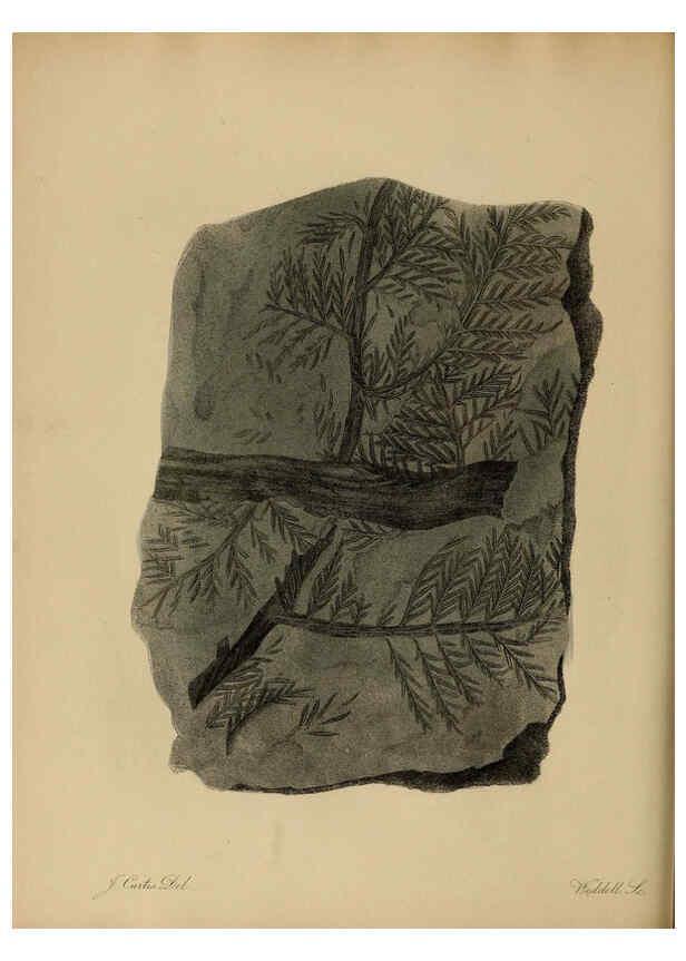 Reproducción/Reproduction 6076960619: A pictorial atlas of fossil remains London :H.G. Bohn,1850