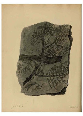 Reproducción/Reproduction 6076960619: A pictorial atlas of fossil remains London :H.G. Bohn,1850