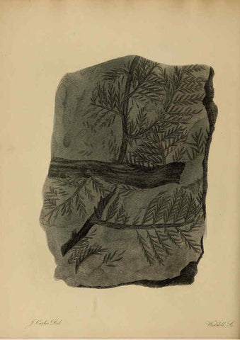 Reproducción/Reproduction 6076960619: A pictorial atlas of fossil remains London :H.G. Bohn,1850