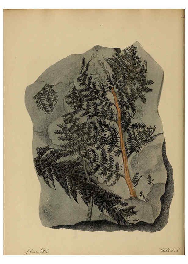 Reproducción/Reproduction 6077498654: A pictorial atlas of fossil remains London :H.G. Bohn,1850