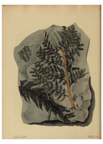 Reproducción/Reproduction 6077498654: A pictorial atlas of fossil remains London :H.G. Bohn,1850