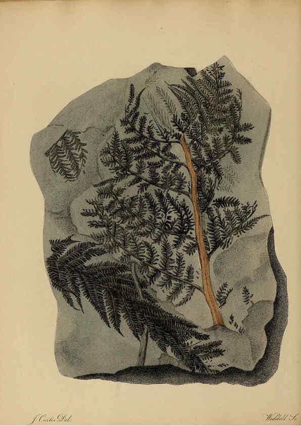 Reproducción/Reproduction 6077498654: A pictorial atlas of fossil remains London :H.G. Bohn,1850