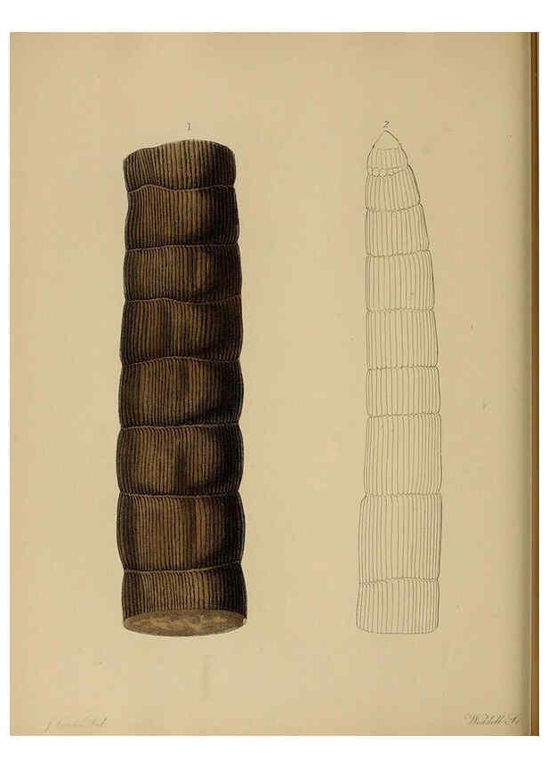 Reproducción/Reproduction 6076950389: A pictorial atlas of fossil remains London :H.G. Bohn,1850