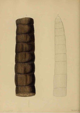 Reproducción/Reproduction 6076950389: A pictorial atlas of fossil remains London :H.G. Bohn,1850