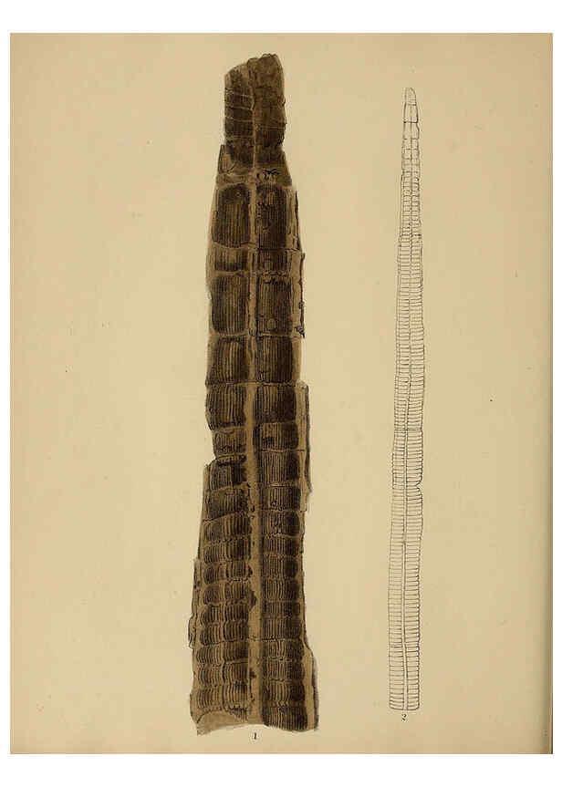 Reproducción/Reproduction 6076950605: A pictorial atlas of fossil remains London :H.G. Bohn,1850