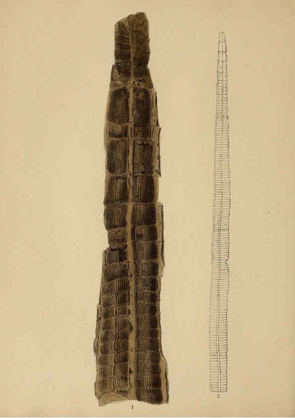 Reproducción/Reproduction 6076950605: A pictorial atlas of fossil remains London :H.G. Bohn,1850