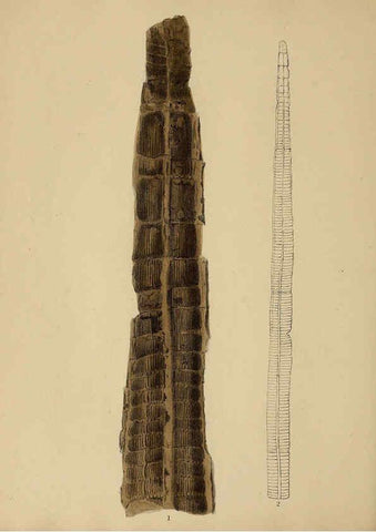 Reproducción/Reproduction 6076950605: A pictorial atlas of fossil remains London :H.G. Bohn,1850