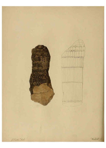 Reproducción/Reproduction 6077488956: A pictorial atlas of fossil remains London :H.G. Bohn,1850