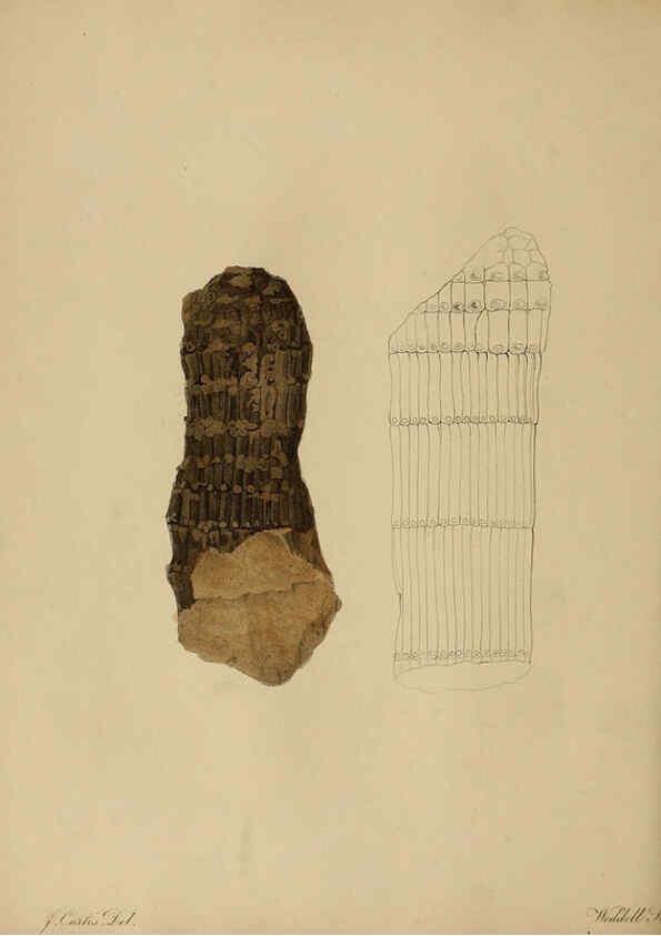 Reproducción/Reproduction 6077488956: A pictorial atlas of fossil remains London :H.G. Bohn,1850