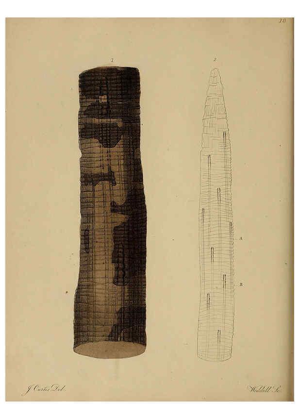 Reproducción/Reproduction 6077489188: A pictorial atlas of fossil remains London :H.G. Bohn,1850