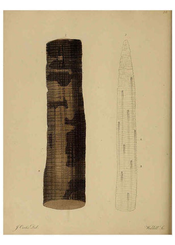 Reproducción/Reproduction 6077489188: A pictorial atlas of fossil remains London :H.G. Bohn,1850