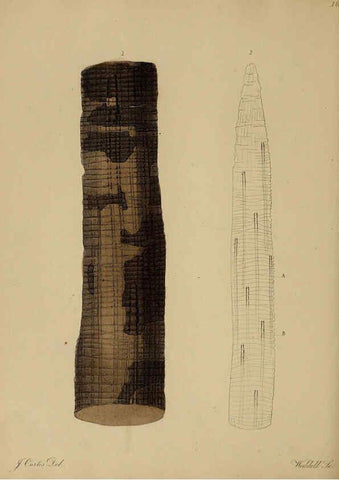 Reproducción/Reproduction 6077489188: A pictorial atlas of fossil remains London :H.G. Bohn,1850