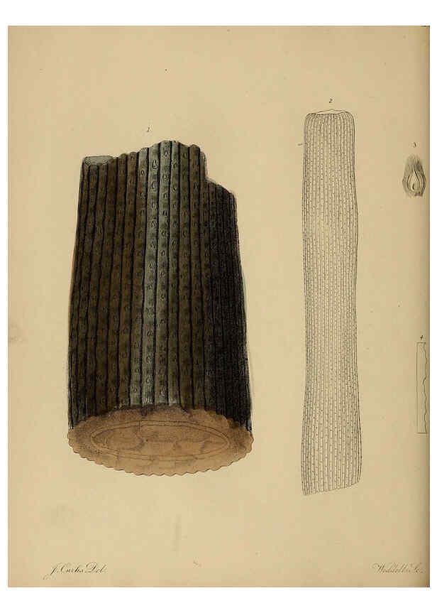 Reproducción/Reproduction 6077489776: A pictorial atlas of fossil remains London :H.G. Bohn,1850
