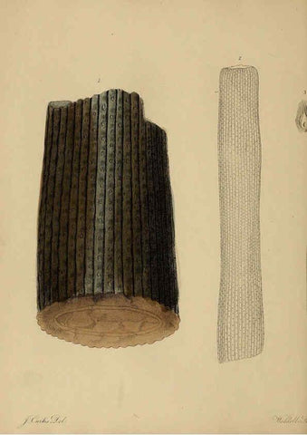 Reproducción/Reproduction 6077489776: A pictorial atlas of fossil remains London :H.G. Bohn,1850
