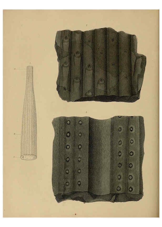 Reproducción/Reproduction 6076951787: A pictorial atlas of fossil remains London :H.G. Bohn,1850