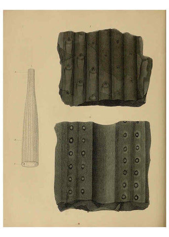 Reproducción/Reproduction 6076951787: A pictorial atlas of fossil remains London :H.G. Bohn,1850