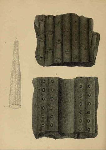 Reproducción/Reproduction 6076951787: A pictorial atlas of fossil remains London :H.G. Bohn,1850