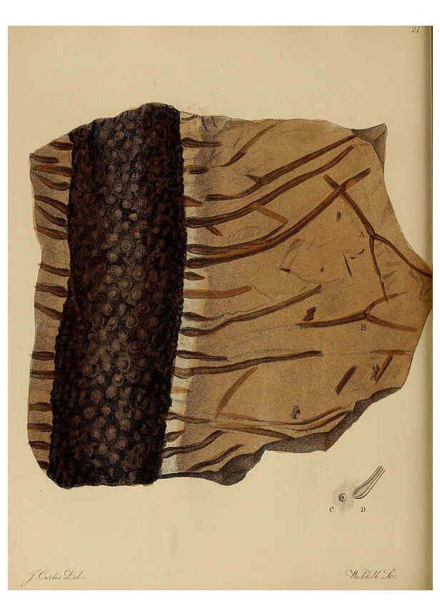 Reproducción/Reproduction 6076952267: A pictorial atlas of fossil remains London :H.G. Bohn,1850