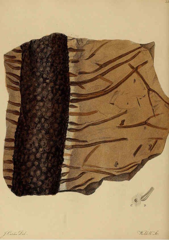 Reproducción/Reproduction 6076952267: A pictorial atlas of fossil remains London :H.G. Bohn,1850