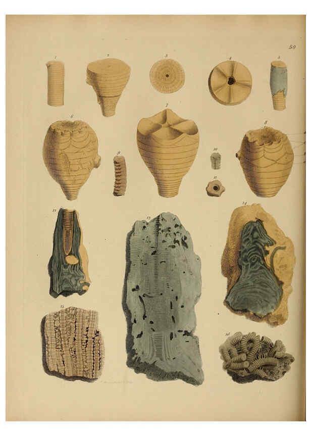 Reproducción/Reproduction 6076966657: A pictorial atlas of fossil remains London :H.G. Bohn,1850