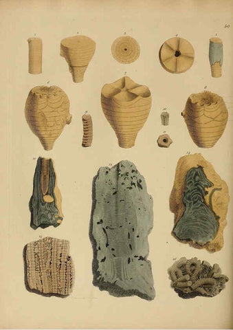 Reproducción/Reproduction 6076966657: A pictorial atlas of fossil remains London :H.G. Bohn,1850