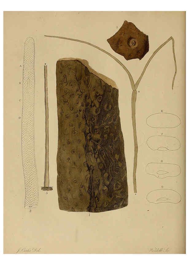 Reproducción/Reproduction 6076952579: A pictorial atlas of fossil remains London :H.G. Bohn,1850