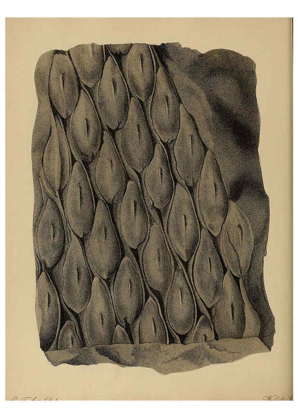 Reproducción/Reproduction 6077496730: A pictorial atlas of fossil remains London :H.G. Bohn,1850