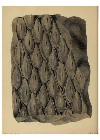 Reproducción/Reproduction 6077496730: A pictorial atlas of fossil remains London :H.G. Bohn,1850