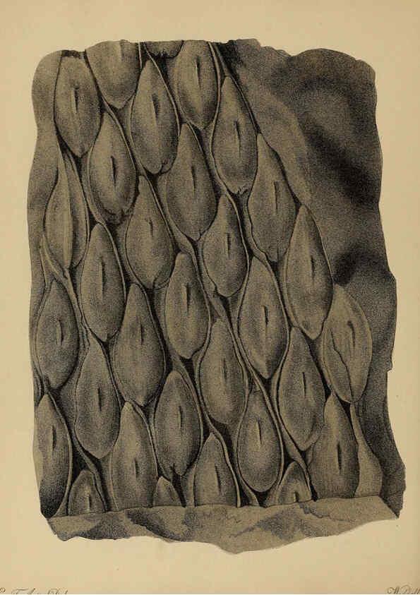 Reproducción/Reproduction 6077496730: A pictorial atlas of fossil remains London :H.G. Bohn,1850