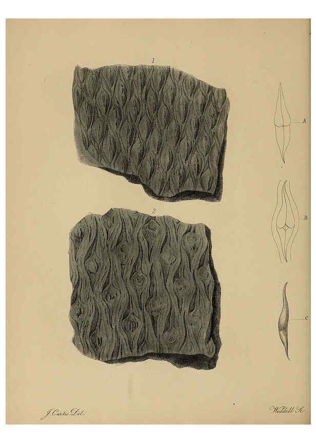 Reproducción/Reproduction 6076959047: A pictorial atlas of fossil remains London :H.G. Bohn,1850