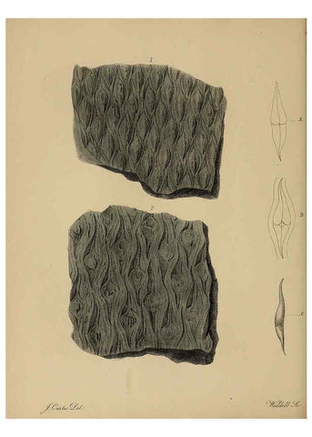 Reproducción/Reproduction 6076959047: A pictorial atlas of fossil remains London :H.G. Bohn,1850