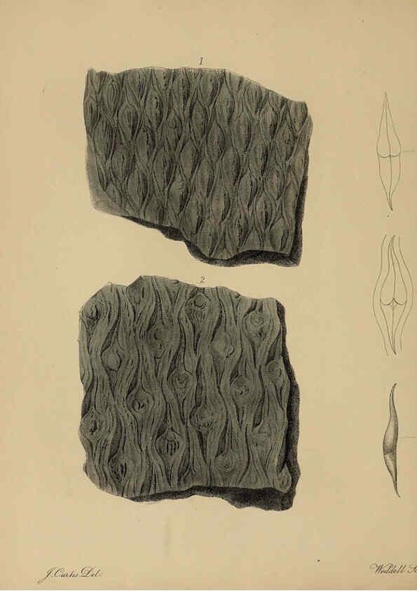 Reproducción/Reproduction 6076959047: A pictorial atlas of fossil remains London :H.G. Bohn,1850