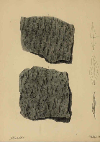 Reproducción/Reproduction 6076959047: A pictorial atlas of fossil remains London :H.G. Bohn,1850
