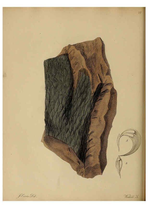Reproducción/Reproduction 6077497538: A pictorial atlas of fossil remains London :H.G. Bohn,1850