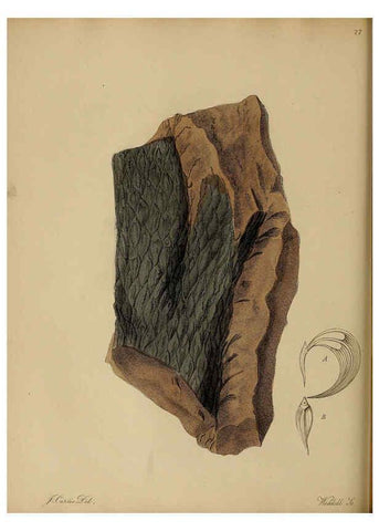 Reproducción/Reproduction 6077497538: A pictorial atlas of fossil remains London :H.G. Bohn,1850