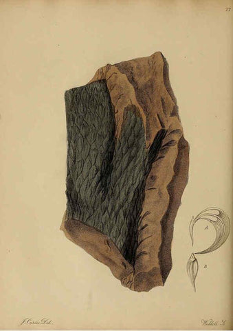 Reproducción/Reproduction 6077497538: A pictorial atlas of fossil remains London :H.G. Bohn,1850