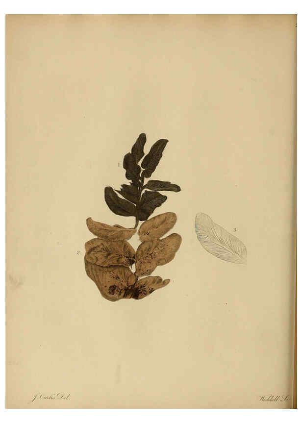 Reproducción/Reproduction 6077497834: A pictorial atlas of fossil remains London :H.G. Bohn,1850