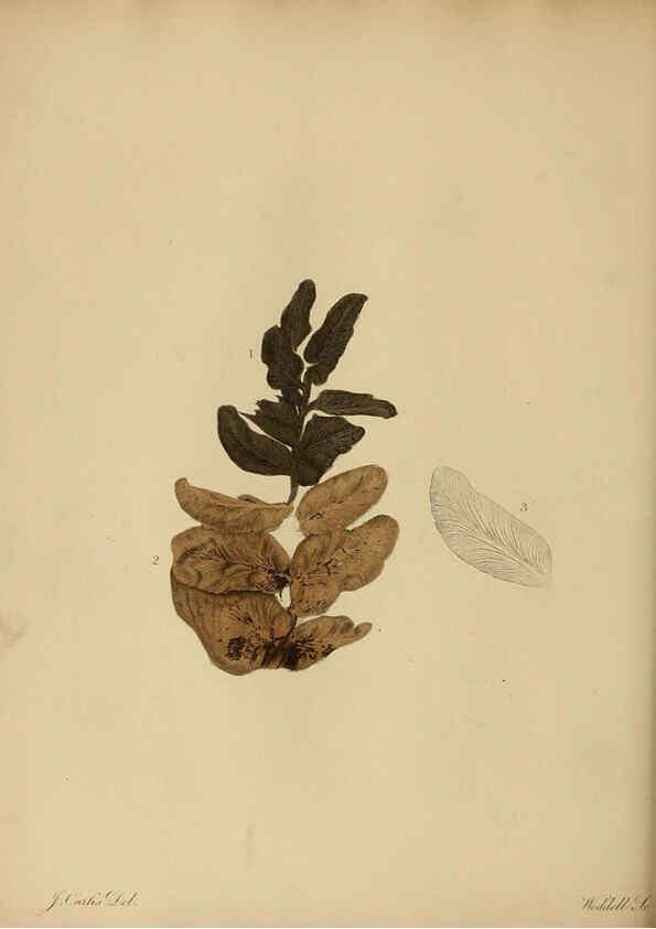 Reproducción/Reproduction 6077497834: A pictorial atlas of fossil remains London :H.G. Bohn,1850