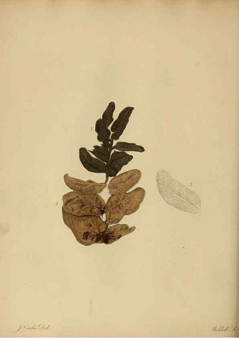 Reproducción/Reproduction 6077497834: A pictorial atlas of fossil remains London :H.G. Bohn,1850
