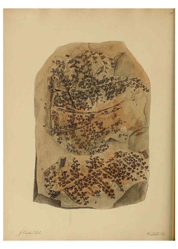 Reproducción/Reproduction 6076959757: A pictorial atlas of fossil remains London :H.G. Bohn,1850