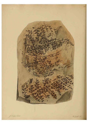 Reproducción/Reproduction 6076959757: A pictorial atlas of fossil remains London :H.G. Bohn,1850