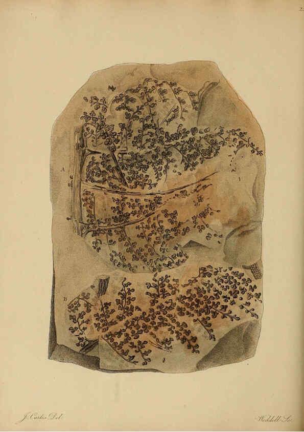 Reproducción/Reproduction 6076959757: A pictorial atlas of fossil remains London :H.G. Bohn,1850