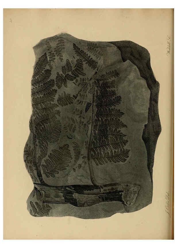 Reproducción/Reproduction 6076960039: A pictorial atlas of fossil remains London :H.G. Bohn,1850