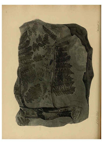 Reproducción/Reproduction 6076960039: A pictorial atlas of fossil remains London :H.G. Bohn,1850