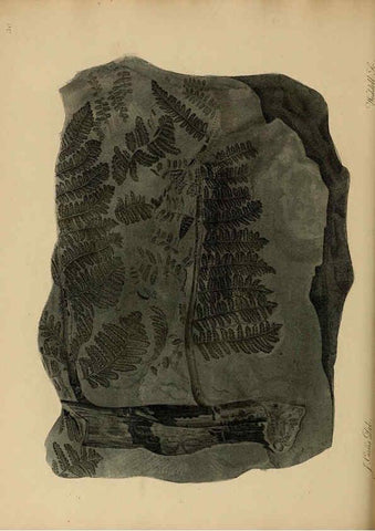 Reproducción/Reproduction 6076960039: A pictorial atlas of fossil remains London :H.G. Bohn,1850
