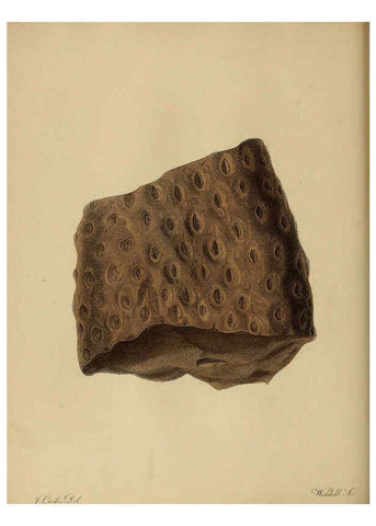 Reproducción/Reproduction 6077491022: A pictorial atlas of fossil remains London :H.G. Bohn,1850