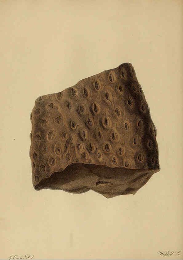 Reproducción/Reproduction 6077491022: A pictorial atlas of fossil remains London :H.G. Bohn,1850