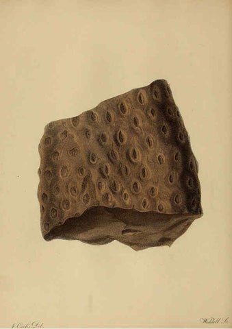 Reproducción/Reproduction 6077491022: A pictorial atlas of fossil remains London :H.G. Bohn,1850
