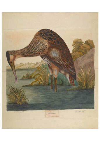 Reproducción/Reproduction 6092774592: A natural history of British birds London :Printed for S. Hooper,1775
