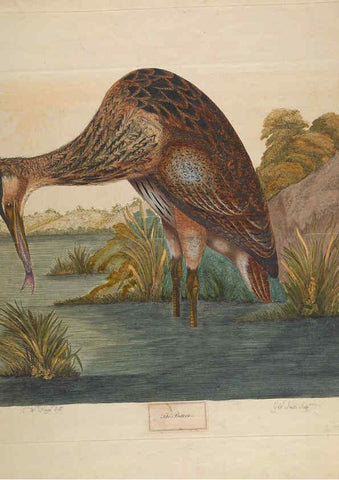 Reproducción/Reproduction 6092774592: A natural history of British birds London :Printed for S. Hooper,1775